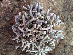Anacampseros ustulata