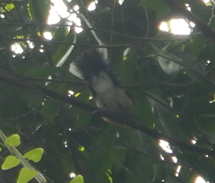 Symposiachrus trivirgatus
