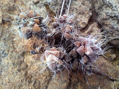 Anacampseros filamentosa