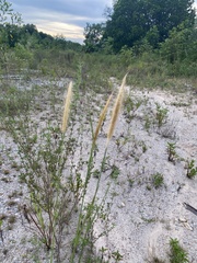 Cenchrus polystachios