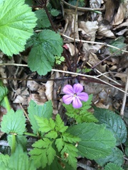 Geranium robertianum