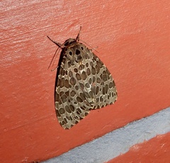 Olepa ricini