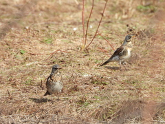 Turdus pilaris