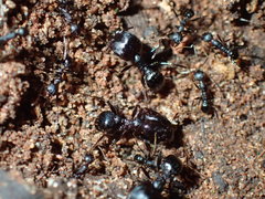Pheidole akermani