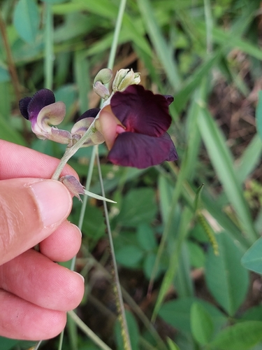 Macroptilium atropurpureum iNat (1)