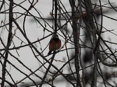 Phoenicurus phoenicurus