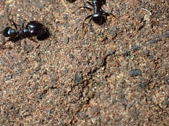 Pheidole akermani