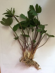 Ranunculus fallax