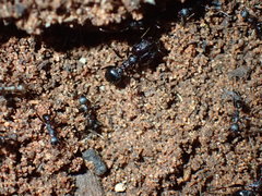 Pheidole akermani