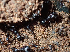 Pheidole akermani