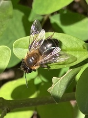 Andrena nigroaenea
