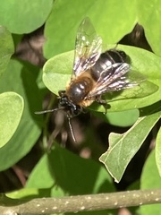 Andrena nigroaenea
