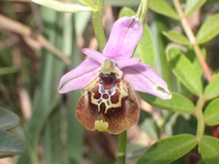 Ophrys fuciflora maxima