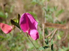 Tephrosia shiluwanensis