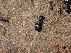 Pheidole akermani