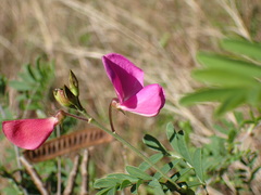 Tephrosia shiluwanensis