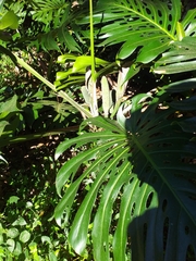 Monstera deliciosa