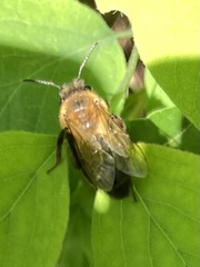 Andrena nigroaenea