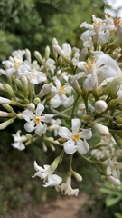 Melodinus suaveolens