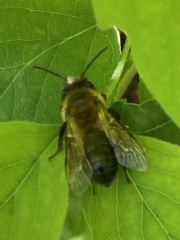 Andrena nigroaenea