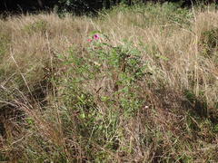 Tephrosia shiluwanensis