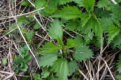 Urtica dioica