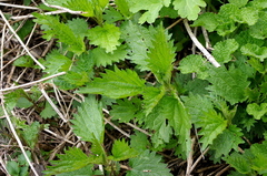 Urtica dioica