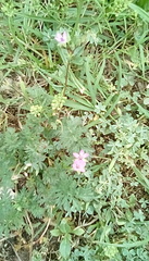 Erodium cicutarium cicutarium