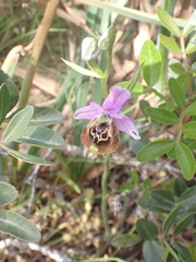 Ophrys fuciflora maxima