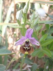 Ophrys fuciflora maxima