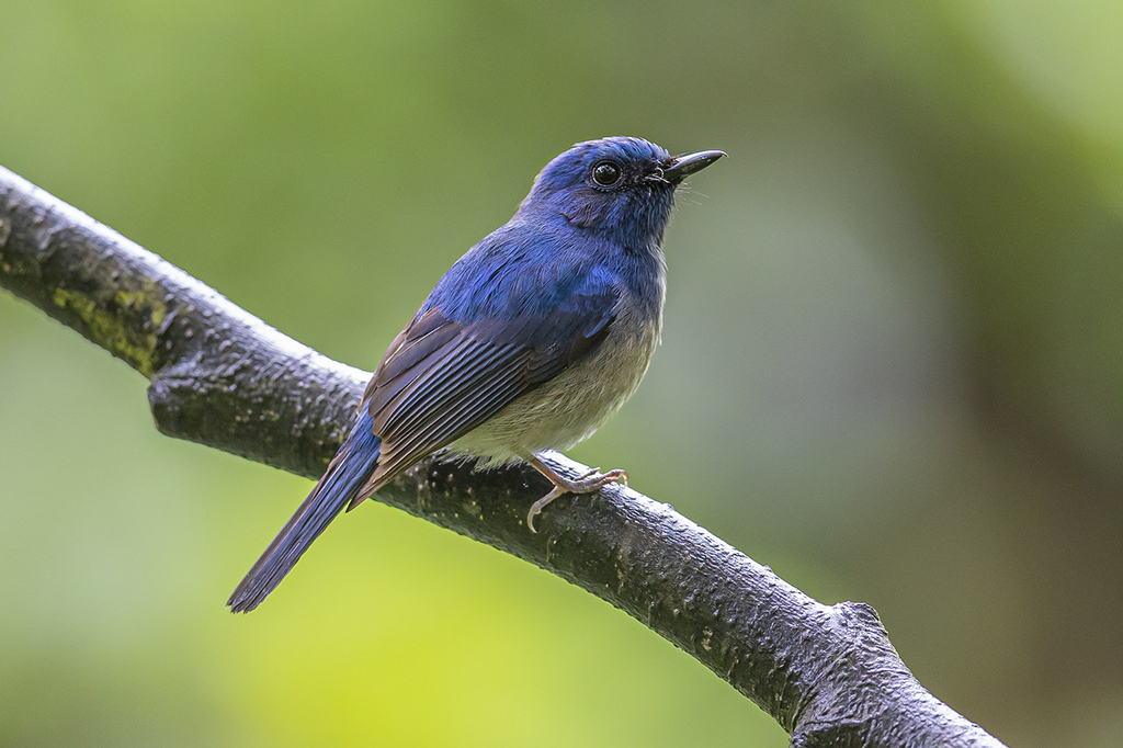 Hainan Blue Flycatcher photo