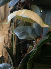 Spathiphyllum wallisii