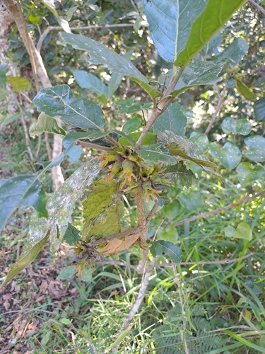 Wild Pomegranate (Burchellia bubalina)