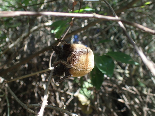 Image of Diospyros villosa by (c) Mahomed Desai, some rights reserved (CC BY)