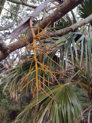 Pritchardia kaalae, photograph 5