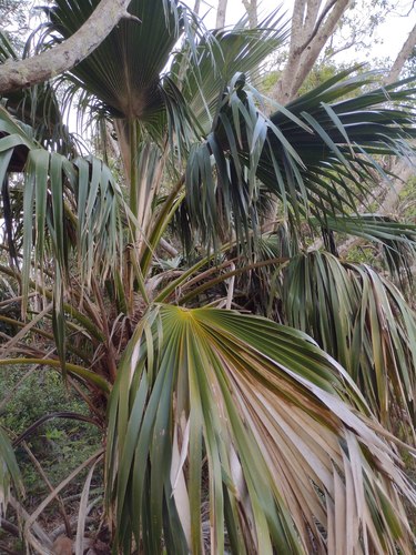 Wai'anae Range Pritchardia (Pritchardia kaalae)