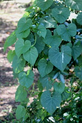 Ipomoea alba