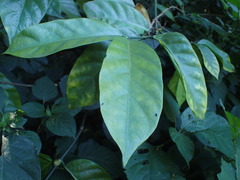Oxyanthus pyriformis pyriformis