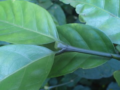 Oxyanthus pyriformis pyriformis