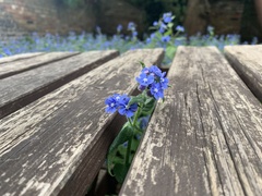 Pentaglottis sempervirens