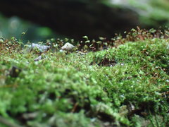 Sematophyllum