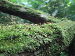 Sematophyllum