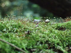 Sematophyllum