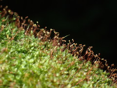 Sematophyllum