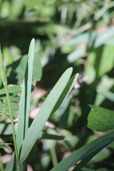 Stenotaphrum dimidiatum