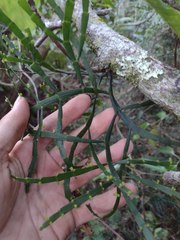 Korthalsella complanata