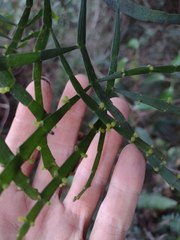 Korthalsella complanata