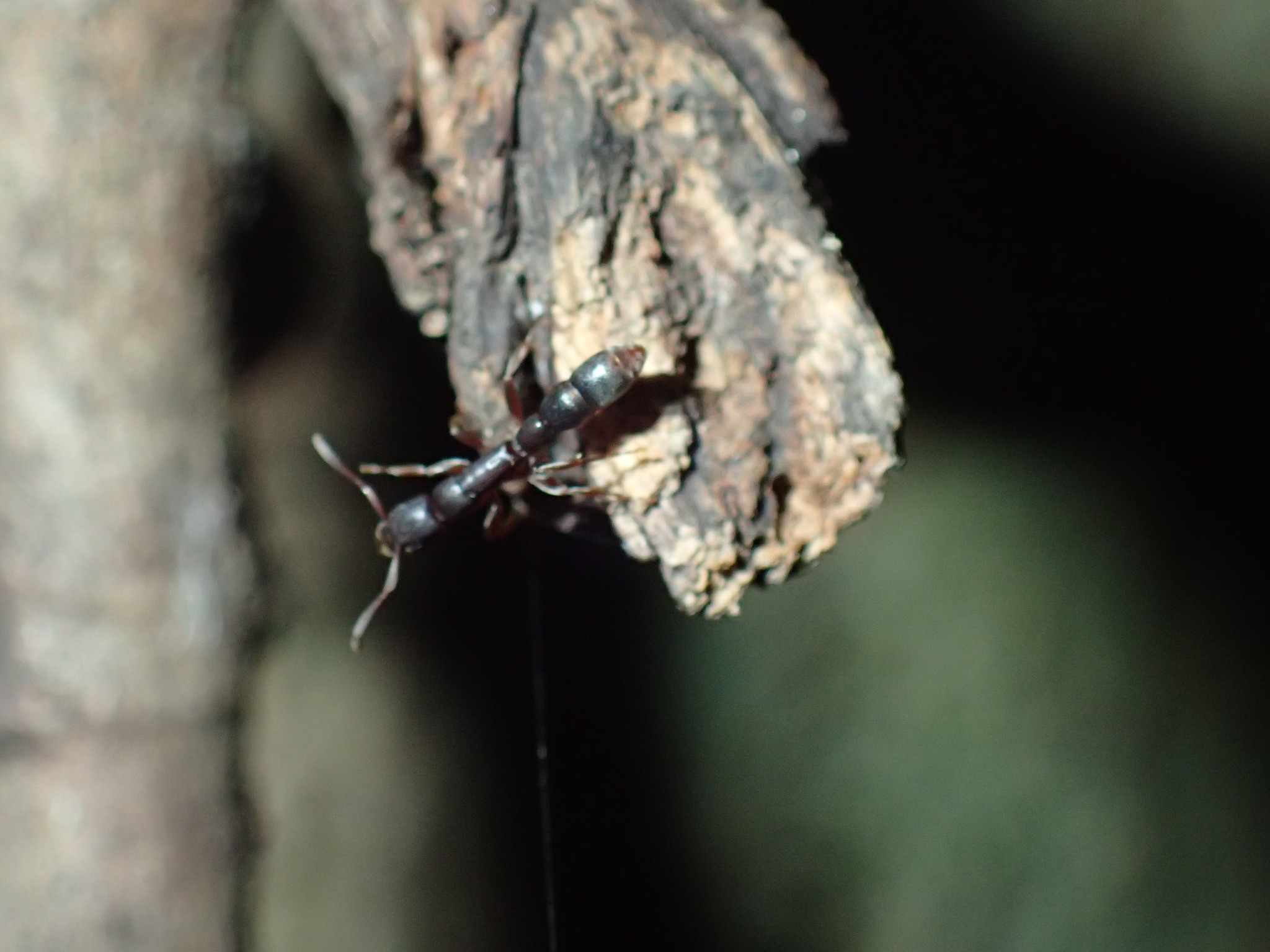 Platythyrea cooperi