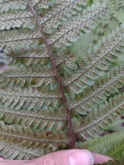 Dryopteris fuscoatra
