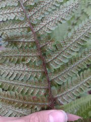 Dryopteris fuscoatra